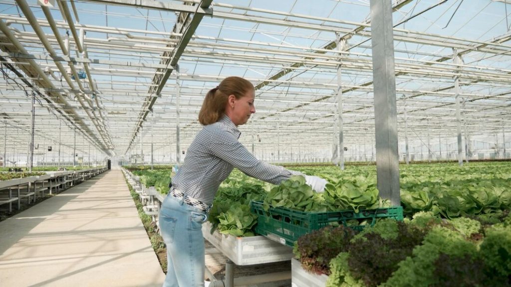 How a Small Dutch Company Revolutionized Agriculture with Vertical Farming